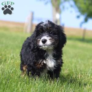 Larry, Mini Bernedoodle Puppy